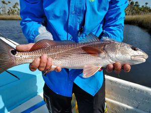 Beautiful Redfish out of Crystal River